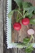 canvas print picture - Radish on the background