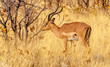 Antelope