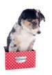 puppy border collie