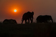 Evening Elephants