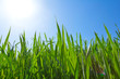 closeup green sprouts in a rays of sun