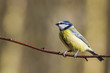 Blue Tit (Parus caeruleus)
