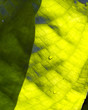 Gunnera