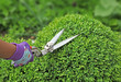 taille d'unbuxus en boule
