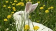 White rabbit between dandelion