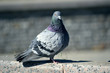 pigeon big plan was looking directly at the camera