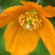Photo: Welsh Poppy Welsh Poppy