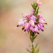 Photo: Sprig Of Heather Sprig Of Heather