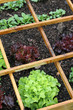potager