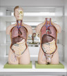 Anatomiepuppe