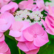 Hortensia rose