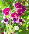 Fuschias violets