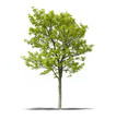 Arbre sur fond blanc