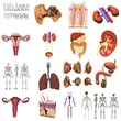 collection of 3d renders - organs