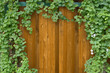 Ivy bush on wooden fence background.