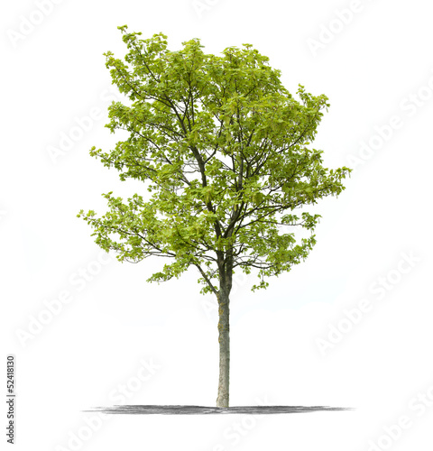 Photo: Arbre sur fond blanc Arbre sur fond blanc