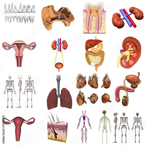 Illustration: collection of 3d renders - organs collection of 3d renders - organs
