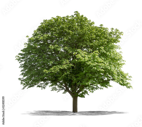 Photo: Arbre sur fond blanc Arbre sur fond blanc