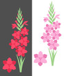 Gladiolus
