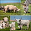 Collage of farming