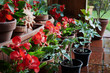 Foto: begonia and tomato plants on the patio begonia and tomato plants on the patio