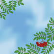 Background with rowanberry on sky