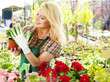 Photo: Female florist or gardener in flower shop or nursery Female florist or gardener in flower shop or nursery