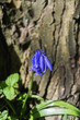 bluebells in wood