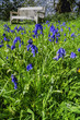 bluebells in wood
