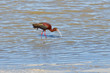 Ibis in the water