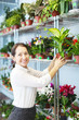  woman chooses Dieffenbachia  at flower shop