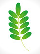Vektor: abstract eco green leaf icon abstract eco green leaf icon