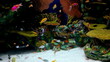 Aquarium fish