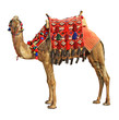 Camel  isolated on white background