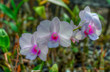 Orchids