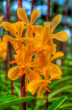 Orchids