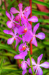 Orchids