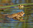 Frogs