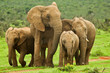 Elephant family