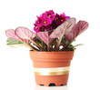 Bright saintpaulia in flowerpot, isolated on white