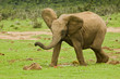 Young elephant