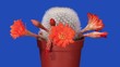 Time-lapse opening orange Rebutia flower buds ALPHA matte (Rebut