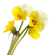 Little wild pansies, isolated on white