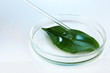 Chemical research in Petri dish on light blue background