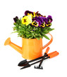 Beautiful pansies flowers isolated on a white