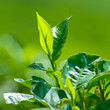 Fresh tea leaves closeup