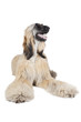 Afghan Hound