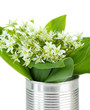 Beautiful mountain daffodils in metal can, isolated on white