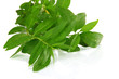 Green leaf isolated on white