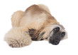 Afghan Hound